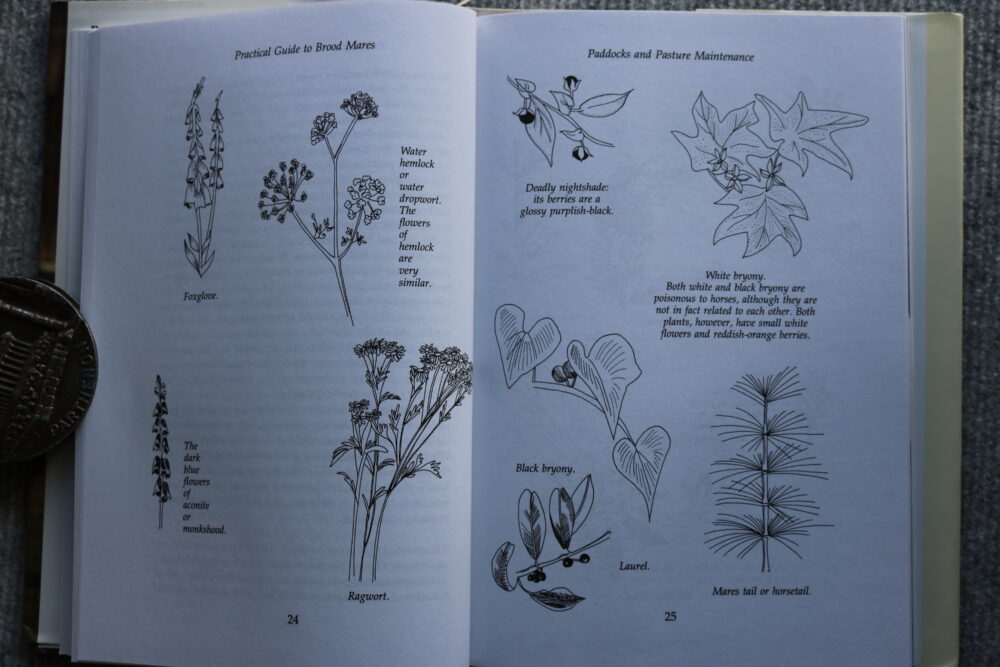 Practical Guide to Brood Mares, Alfred Goulder - Image 6