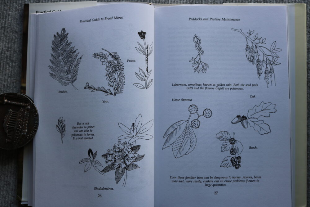 Practical Guide to Brood Mares, Alfred Goulder - Image 7
