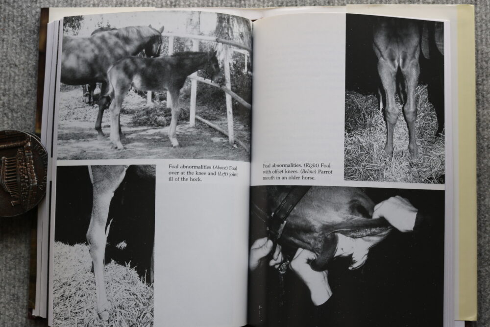 Practical Guide to Brood Mares, Alfred Goulder - Image 16
