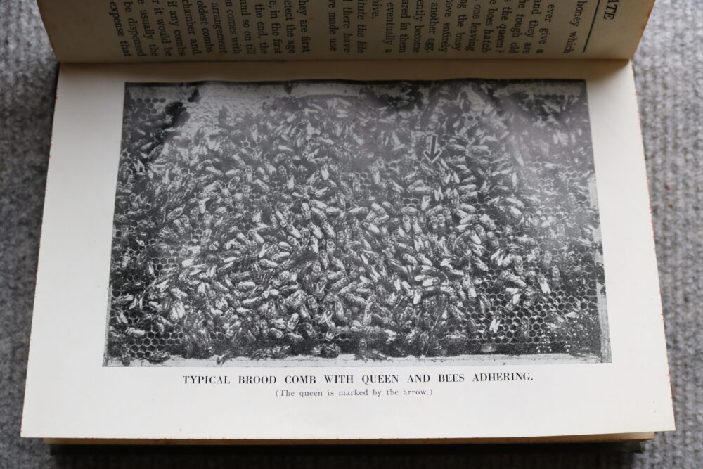 Bee Keeping Up To Date, A B Flower - Image 14