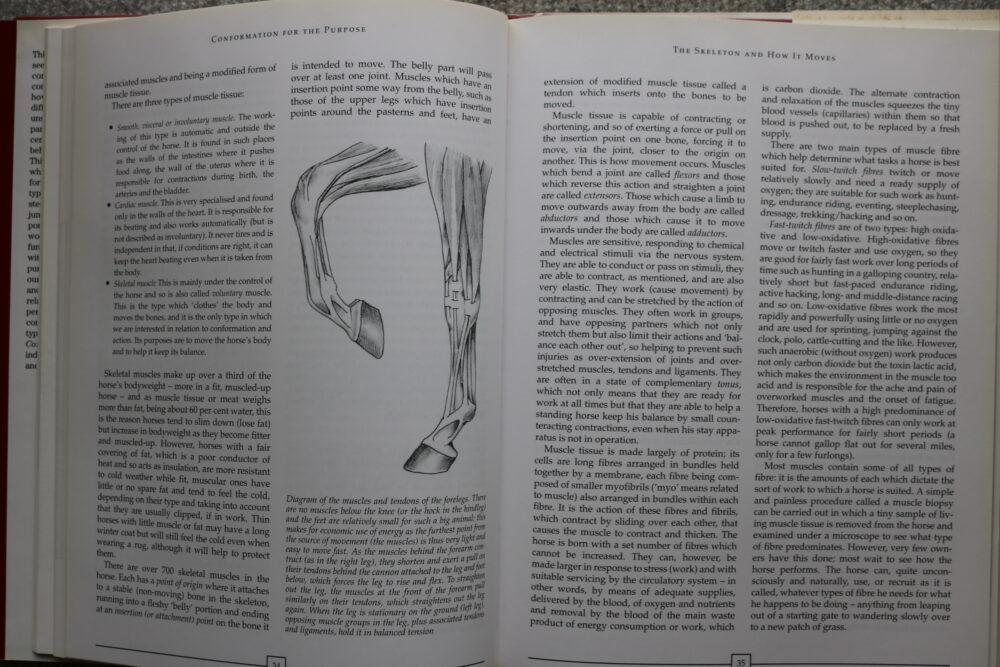Conformation For The Purpose, The make, shape and performance of the horse, Susan McBane - Image 7