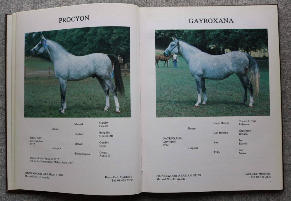 An Illustrated Guide to the Arabian Horse in Great Britain, Pat Maxwell - Image 5