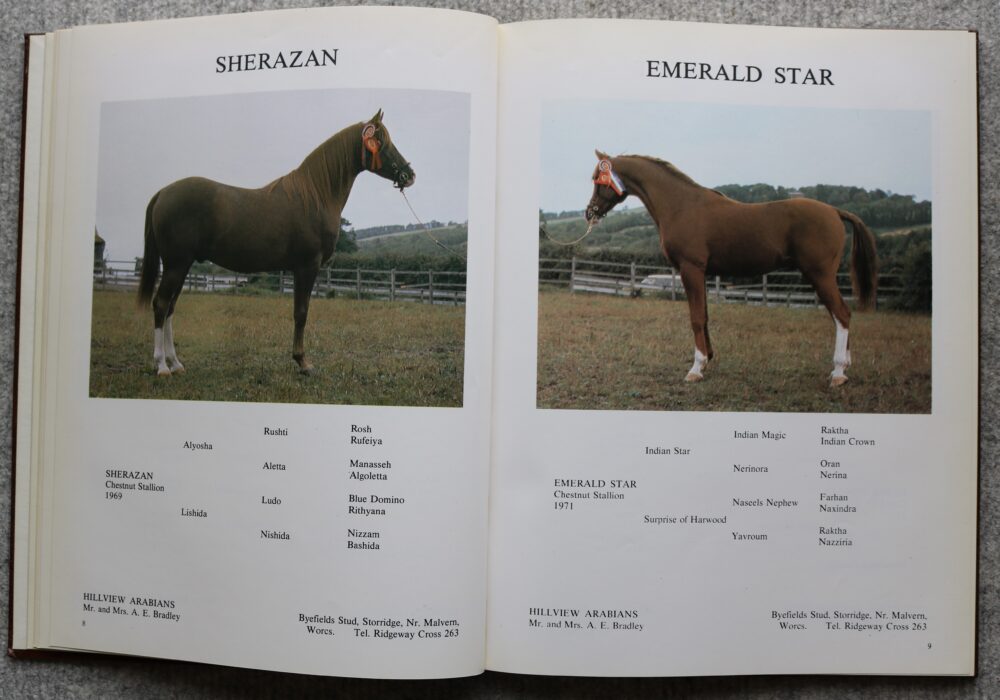 An Illustrated Guide to the Arabian Horse in Great Britain, Pat Maxwell - Image 7