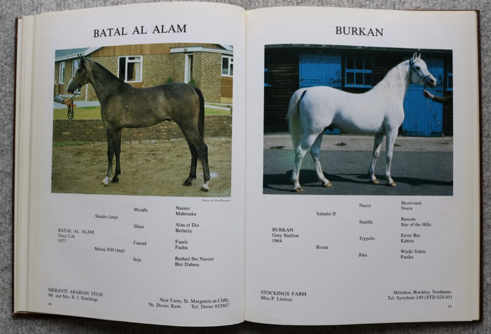 An Illustrated Guide to the Arabian Horse in Great Britain, Pat Maxwell - Image 9